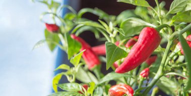 Olgunlaşan acı biber dönemi. Kırmızı kırmızı kırmızı biber bir çalılıkta yetişiyor, afişte..