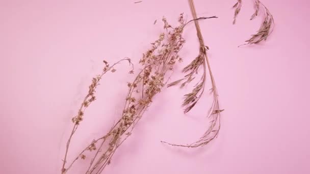 Dry Grass Prepared Florist Making Bouquet Dried Flowers Pink Background — Stock Video