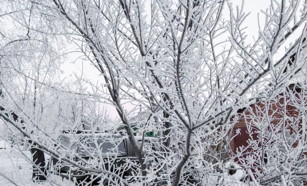 Дерево Покрытое Снегом Белыми Кристаллами Замерзшей Воды Дом Заднем Плане — стоковое фото