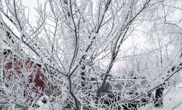 Strom Pokrytý Sněhem Bílými Krystaly Zamrzlé Vody Dům Pozadí Concept — Stock fotografie
