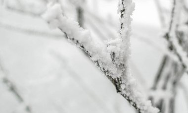 Kar ve buz kristalleri ile kaplı dalların yakın çekimi, güzel kış manzarası.