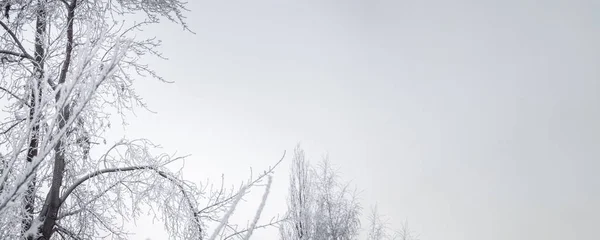 Banner Winter minimalist landscape with snow field, blue sky and trees with frost, copy the spaces for your text.