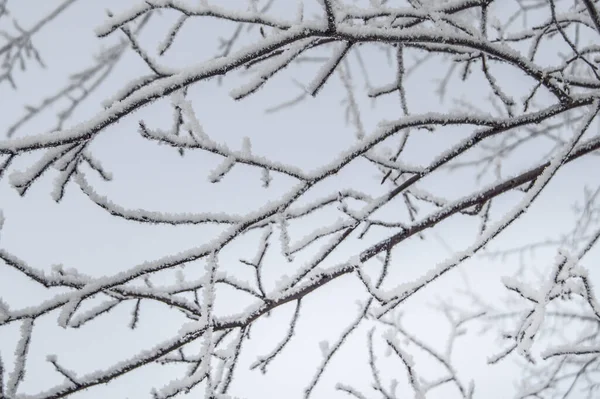 Морозні Гілки Дерева Снігом Взимку Утворюють Красивий Візерунок Фоні Неба — стокове фото