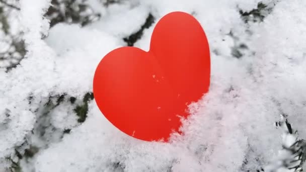 Un ramo coperto di neve di un albero di conifere ondeggia nel vento. Cuore rosso su un ramo di abete rosso con cumuli di neve. Il concetto di San Valentino — Video Stock