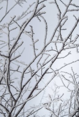 Kışın karlı buzlu ağaç dalları gökyüzüne karşı güzel bir desen oluşturur, yakın plan, dikey çerçeve.