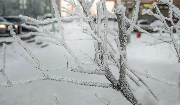 树枝在霜冻中 一条城市街道 车灯和车窗在车尾 冬季的城市风景 — 图库照片