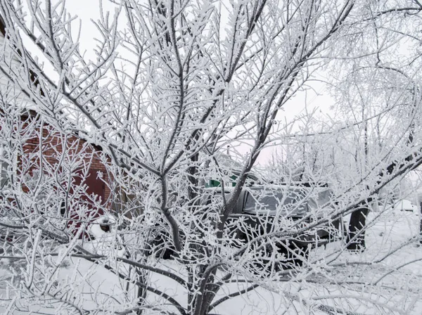 Egy fa, amit hó borít, és fehér kristályok fagyott vízzel, egy ház a háttérben. Az új év koncepciója, a születés ünnepe. Szelektív fókusz — Stock Fotó