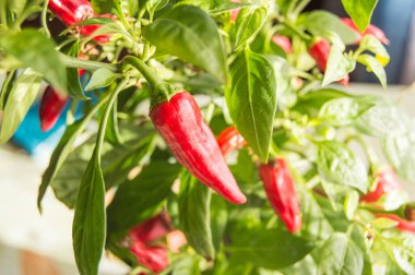 Kırmızı meyveli acı biber çalıların üzerinde büyüyor, yakın plan.