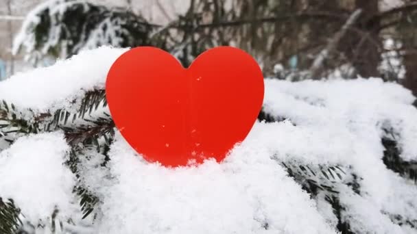 Una rama cubierta de nieve de un árbol de coníferas se balancea en el viento. Corazón rojo en una rama de abeto con ventisqueros. El concepto del Día de San Valentín — Vídeos de Stock