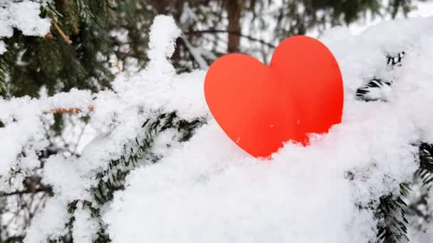 Une branche enneigée d'un conifère oscille dans le vent. Coeur rouge sur une branche d'épinette avec des dérives de neige. Le concept de la Saint-Valentin — Video