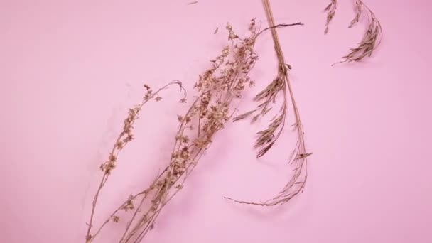 Száraz fű által készített virágárus, hogy egy csokor szárított virág, rózsaszín háttér, felülnézet, 4k videó — Stock videók