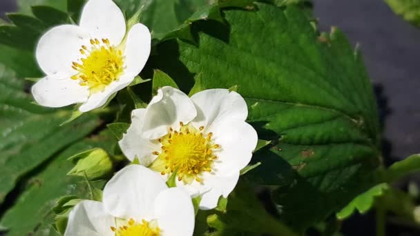 Kwitnący Krzew Truskawkowy Krzew Jagodowy Okresie Kwitnienia Małe Białe Kwiaty — Wideo stockowe