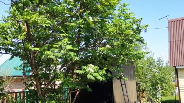 Kwitnące Jesion Górski Podwórku Wiejskiej Posiadłości Wiatr Kołysze Gałęzie Bukietem — Wideo stockowe