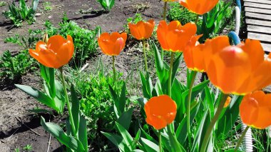 Açık havada çiçek açan turuncu laleler bahçenizde bahçe düzenleme ve çiçek yetiştirme kavramı. Ilık bahar günü ve parlak güneş.