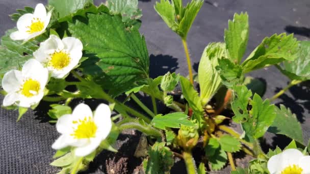 Fraisier Fleurs Arbuste Baies Pendant Période Floraison Petites Fleurs Blanches — Video