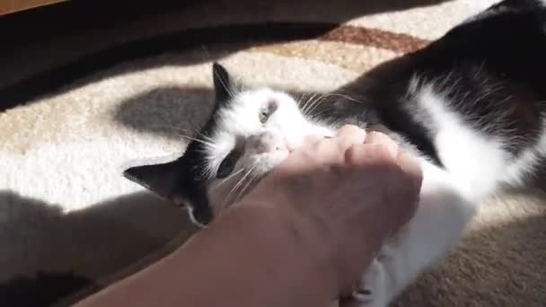 Gato Preto Branco Alegre Brinca Com Uma Mão Mulher Morde — Vídeo de Stock