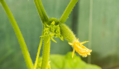Genç bitkiler dalda salatalıklı yeşil salatalıklardır..