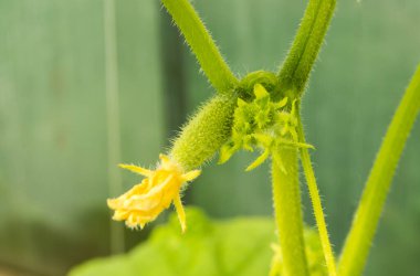 Genç bitkiler dalda salatalıklı yeşil salatalıklardır..