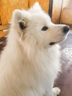 Sevimli beyaz Samoyed köpek yerde oturuyor ve dikey bir şekilde yüzünü çeviriyor..