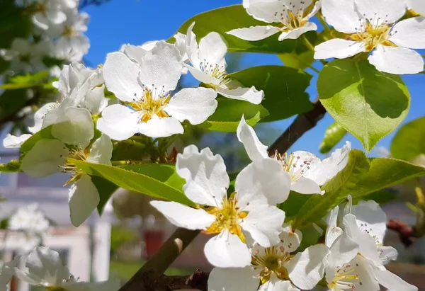Uma maçã florescente ou árvore de pêra contra um céu azul claro. Um galho de árvore com flores brancas delicadas. O conceito de uma flor de primavera — Fotografia de Stock