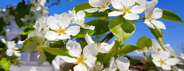 开着的苹果或梨树 蓝蓝的天空映衬着它 一种枝条 开着洁白精致的花朵 春花的概念 — 图库照片