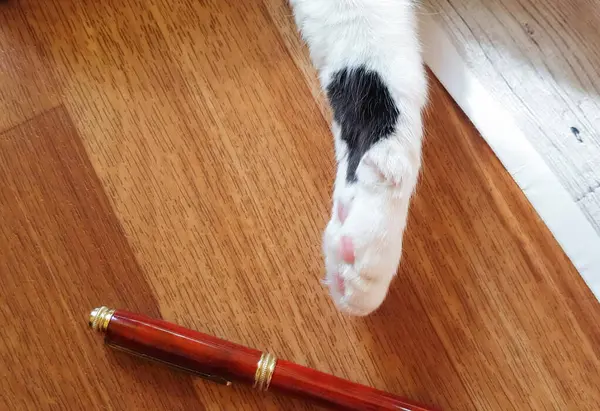 Gros plan d'une patte de chat blanc jouant avec un stylo sur le sol dans un intérieur de maison, cadre drôle, humour — Photo