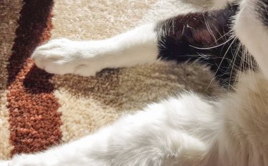 Evcil bir kedinin beyaz pençelerini yakın plan, sakince bir evin içindeki bej bir halının üzerinde dinleniyor..