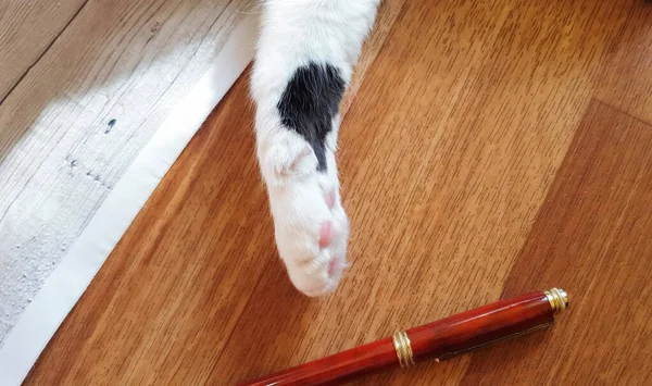 家のインテリア 面白いフレーム ユーモアで床にペンで遊んで白い猫の足のクローズアップ — ストック写真