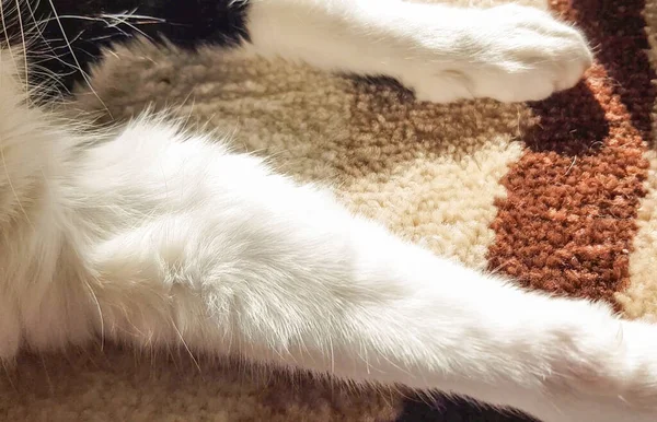 Primer Plano Las Patas Blancas Gato Doméstico Descansando Tranquilamente Sobre —  Fotos de Stock