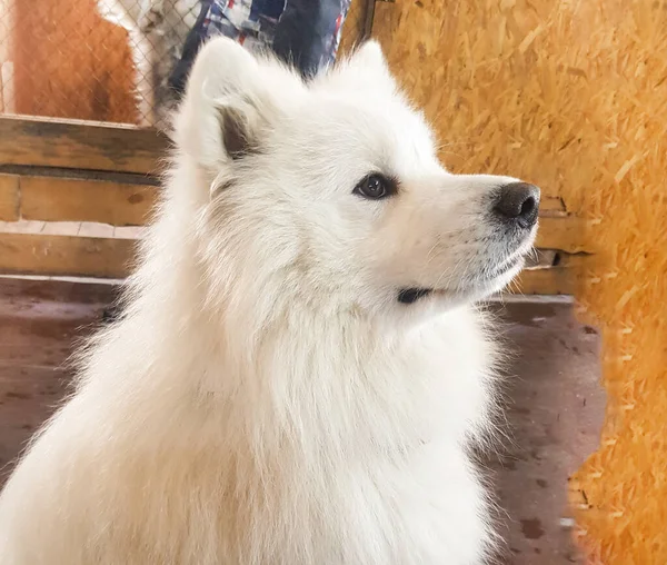 Schattig Wit Samoyed Hond Poseert Zittend Vloer Kijkt Weg Verticale — Stockfoto