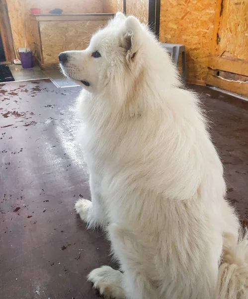 Carino Bianco Samoyed Cane Posa Seduto Sul Pavimento Distoglie Sguardo — Foto Stock