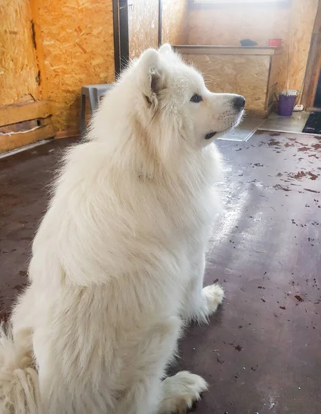 Симпатичная Белая Самоед Собака Позирует Сидя Полу Смотрит Сторону Вертикальное — стоковое фото