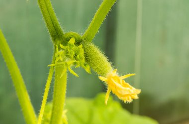 Genç bitkiler dalda salatalıklı yeşil salatalıklardır..