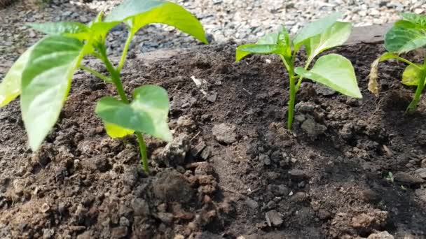 濃い茶色の肥沃な土壌におけるコショウとエッグプラントの苗の明るい緑の若い植物のクローズアップ 野菜ベッド 暖かい春の日 温室で苗を育てる 4Kビデオ — ストック動画