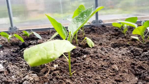 Close Plantas Jovens Verdes Brilhantes Mudas Pepper Eggplant Solo Fértil — Vídeo de Stock
