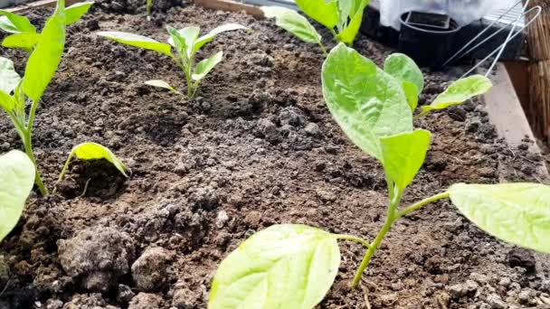 Närbild Ljusa Gröna Unga Växter Pepper Och Eggplant Plantor Mörkbrun — Stockvideo