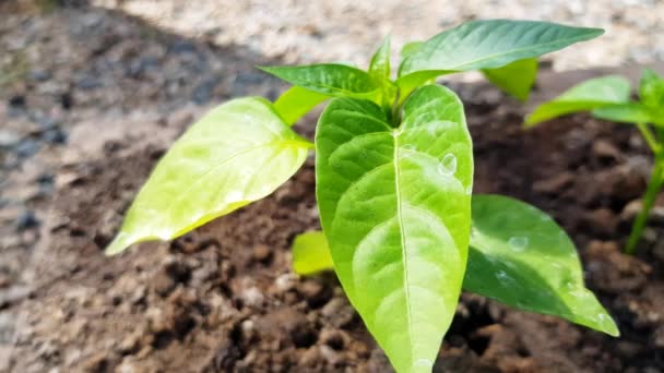 Video Seraya Yakın Taze Biber Tohumları Toprakta Büyüyen Bir Bitkiyi — Stok video