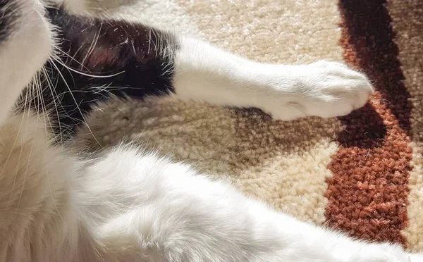 家のインテリアにふわふわのベージュのカーペットの上で静かに休んで 国内猫の白い足のクローズアップ — ストック写真
