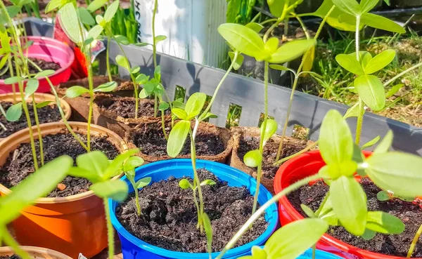 Young flower sprouts, flower seedlings in pots, prepared for transplanting to a flower bed. Gardening in the spring on the site, agriculture and floriculture.