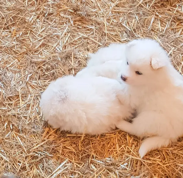 Два Милых Маленьких Белых Самоед Щенки Лежат Соломе Полу Весело — стоковое фото