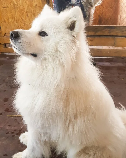 Cute White Samoyed Dog Poses Sitting Floor Looks Away Vertical — Stock Photo, Image