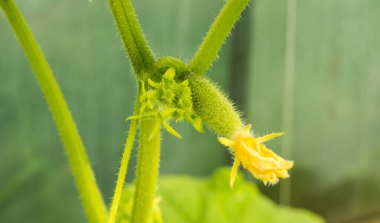 Genç bitkiler dalda salatalıklı yeşil salatalıklardır..