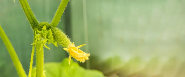 若い植物は緑色のキュウリで 花は枝にぶら下がっています — ストック写真