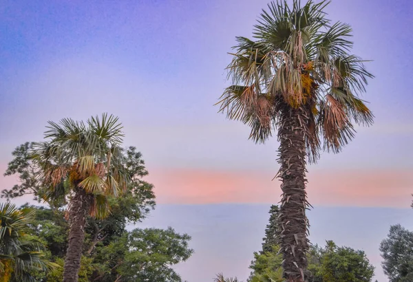 Puesta Sol Sobre Océano Con Palmeras Tropicales Silueta Panorama — Foto de Stock