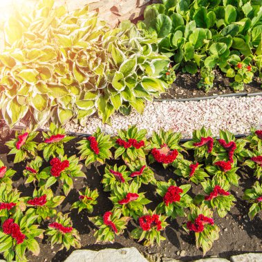 Dikey fotoğraf, hosta, çiçek tarhında kırmızı Türk karanfili, güneşli bir yaz gününde çimenli açık bir bahçede.