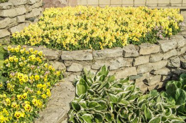 Sarı mattiola ve hanım evlatları, Hosta, güneşli bir yaz gününde çimenli açık bir bahçede çiçek tarhında.