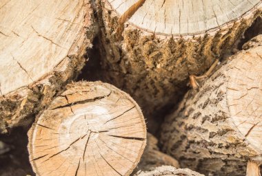 Ahşap desenli, çatlaklı ve düğümlü yuvarlak kütük, ahşap zemin.