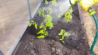 Sera bahçesindeki genç domates fidanlarını fıskiyeli bir hortumla sulamak, seradaki sebze bitkileriyle ilgilenmek, 4k video..