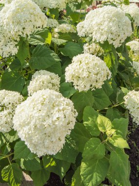 Dikey fotoğraf, güzel beyaz paniklemiş bir ortancanın bol çiçekleri güneşli bir yaz gününde bahçede yemyeşil bir çalı..