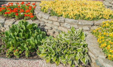 Sarı mattiola ve hanım evlatları, hosta, kırmızı sardunyalar çiçeklikte, açık bir bahçede güneşli bir yaz gününde çimlerle.